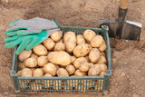 Fototapeta  - Potato In Box With Gloves And Shovel In Garden In Summer.