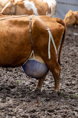 Cow udder. Close-up. Cover, bandage for cow's udder. Cow bra. Close up.