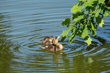 Canada Goose Goslings Feedings #2