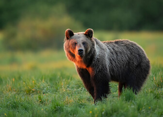 Wild brown bear ( Ursus arctos )