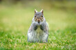 Grey squirrel portrait
