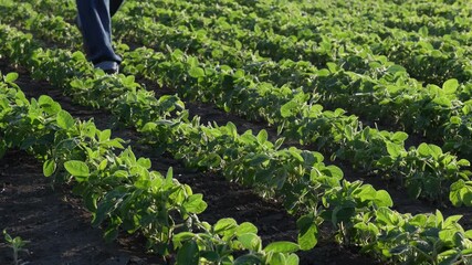 Wall Mural - Farmer or agronomist walking through green soybean field,  agriculture in spring