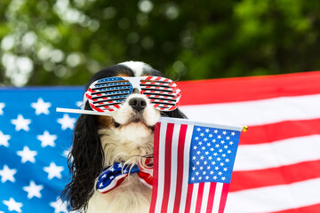 Dog in glasses holds American flag in his teeth against flag