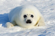 Harp seal cub