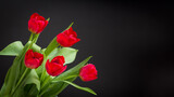 Fototapeta  - Czerwone , kwitnące tulipany na czarnym tle