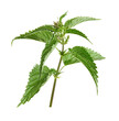 Stinging plant Urtica dioica, often known as common nettle, stinging nettle. Photo of a medicinal plant on a white background..