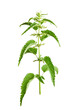 Stinging plant Urtica dioica, often known as common nettle, stinging nettle. Photo of a medicinal plant on a white background..