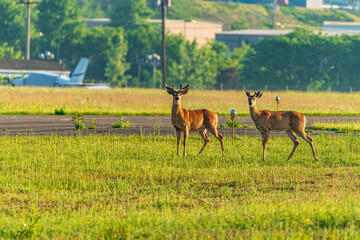 Wall Mural - deer at the airport in the meadow