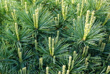 Pinus Strobus, Commonly Denominated The Eastern White Pine, Northern White Pine, White Pine, Weymouth Pine