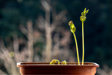 Wall Mural - Selective focus of bean sprout grows in a pot, planted on a farm in Brazil