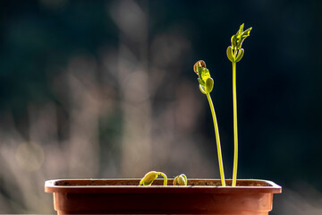 Wall Mural - Selective focus of bean sprout grows in a pot, planted on a farm in Brazil