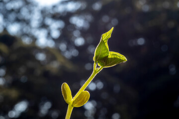 Wall Mural - Selective focus of bean sprout grows in a pot, planted on a farm in Brazil