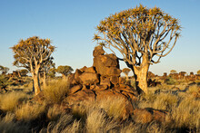 Quiver Trees In Bloom On Rocky Hillside In Namibia