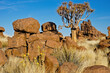 Quiver tree among dolerite boulders at Giants' Playground, Namibia