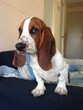 big eared dogs (Basset Hound)