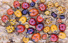 Ladybugs (ladybirds) (Coleoptera: Coccinellidae). Adults. Color Biodiversity Of Ladybirds On Green Leaf