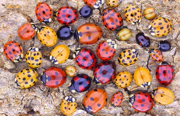 ladybugs (ladybirds) (coleoptera: coccinellidae). adults. color biodiversity of ladybirds on green l