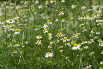 Poster - medical chamomile growing in the meadow