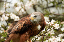 Detailed Close-up Of A Red Kite. Sits In An Apple Tree With White Blossoms. Bird Of Prey Portrait With Yellow Bill And Red Plumage And Blue-grey Head