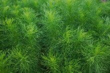 Fresh Dill Isolated On The Field,Thailand.