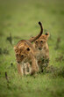 Lion cub sits watching another walk away
