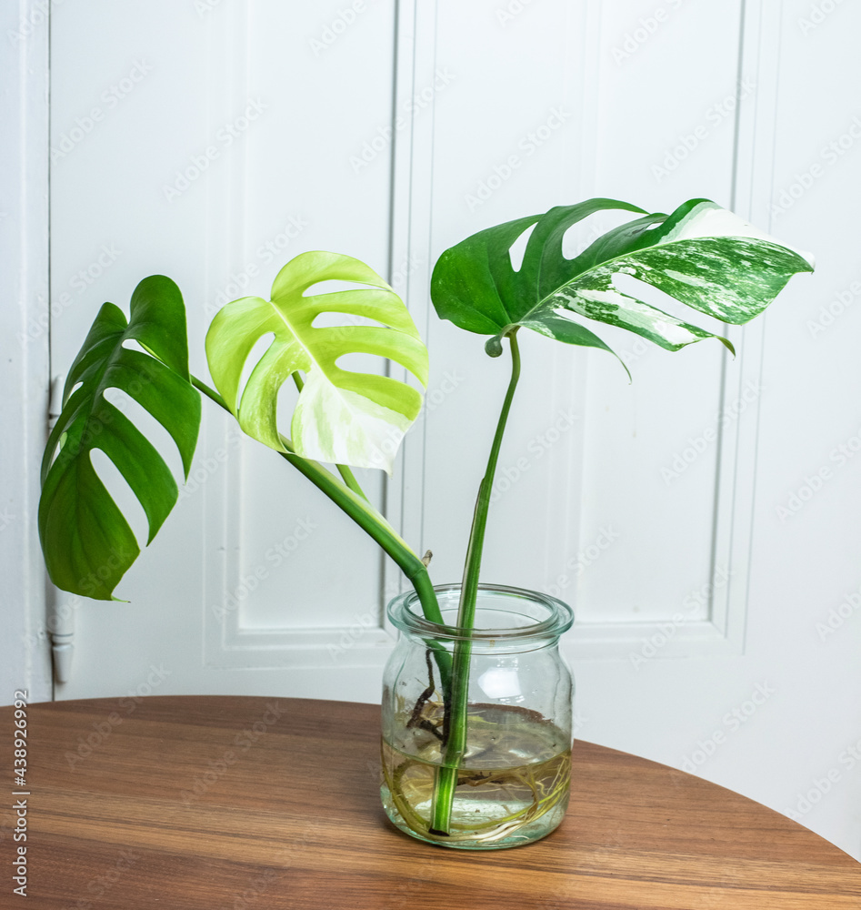 strawberry shake philodendron Philodendron Strawberry Shake 6