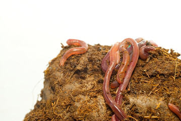 Close-up macro photo of earthworm or nightcrawler in fertile soil and Cow dung in front of white background. Studio light made to show earthworm's tube shape anatomy and shiny skin.