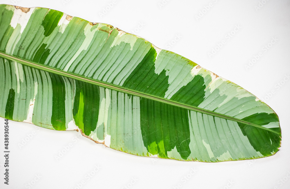 Stock-Foto exotische Zimmerpflanze, Banane Musa Aeae wei grn gestreifte  Bltter, panaschierte Bananenpflanze | Adobe Stock