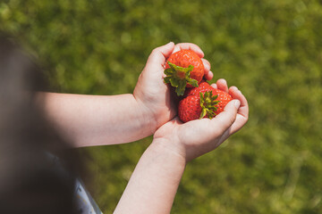 Red Strawberries in children's hands. A close-up view of ripe strawberries