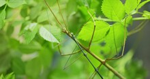 Margin-winged Stick Insect Closeup Footage