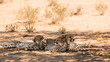Cheetah female with two cubs lying down in shadow in Kgalagadi transfrontier park, South Africa ; Specie Acinonyx jubatus family of Felidae