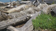 Pan Left Of Logs By Shore Of Bay