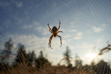 Garden spider (Araneus) in the web, forest and meadow in the background. Germany in the Schonbuch.