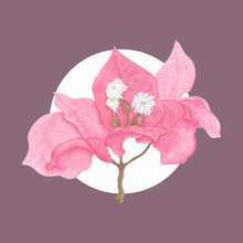 Delicate White Bougainvillea Flowers With Bright Pink Stipules.