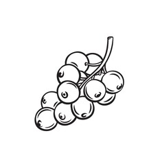 Red Currant Fruit Berry Outline Vector Icon, Drawing Monochrome Illustration. Healthy Nutrition, Organic Food, Vegetarian Product.