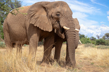 Two African Bush Elephants  in the grassland of Etosha National Park