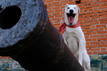 White Mongrel Dog In A Colored Neckerchief Poses On An Old Cannon In Riga In Front Of The Fortress Wall