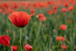 Rot blühende Mohnblumen auf einem Feld mit Textfreiraum als Hintergrund
