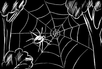 A spider on a web spread between the trees