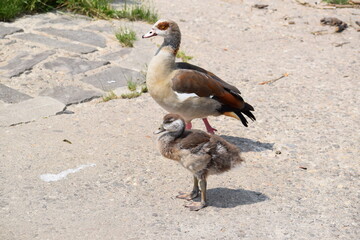 Poster - junge Nilgans