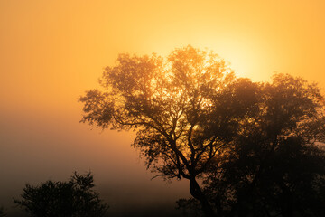  Beautiful tree silhouette in morning haze