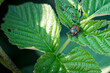 An adult japanese beetle (popillia japonica), a widespread invasive plant pest, feeding on a raspberry plant and skeletonizing its leaves. Background with copy space.