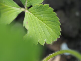 Poster - close up of green leaf