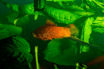 Wall Mural - goldfish in aquarium