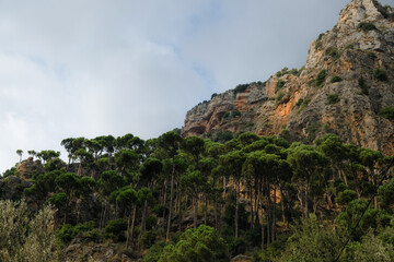  Landscape of pine trees on the mountains of Qadisha Valley, Lebanon under a cloudy sky