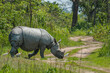 One Horned Rhinoceros from Kaziranga National Park Crossing Road