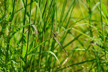 A Green Dragonfly Perched On A Plant Stem Hunting Prey In A Diverse Natural Wetland Habitat With Green Meadow Grass 