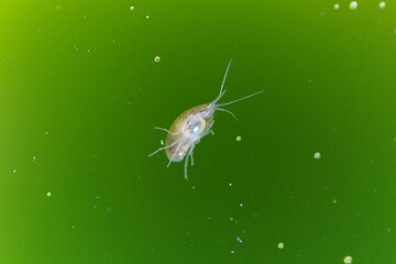 Wall Mural - Crustacé Amphipode Gammaridae Gammarus en gros plan dans eau riche en algues