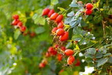 Dog Rose Fruits (Rosa Canina) In Nature. Red Rose Hips On Bushes With Blurred Background