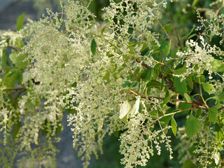 Poster - (Holodiscus discolor) Holodisque discolore aux rameaux brun-violet, minces et courbés portant de grandes gerbes de fleurs pendantes blanc crème entouré d'un feuillage dense vert